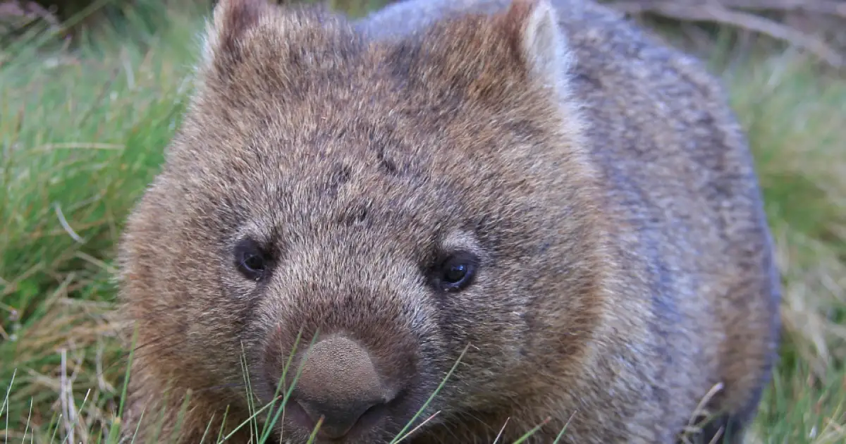 Myths & Facts About Life in Australia