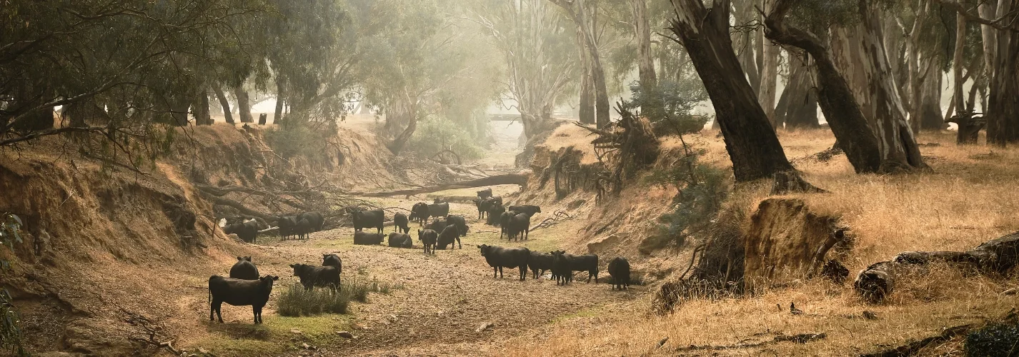 Australia's Record Heatwaves (2023 - 2025)