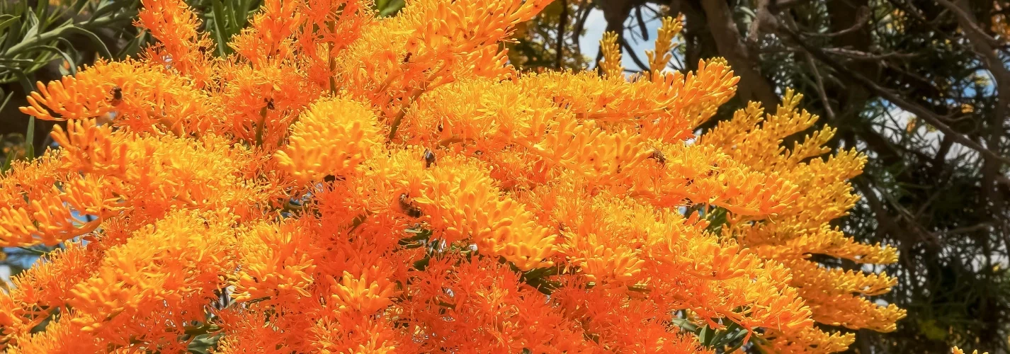 Birak Season: First Summer on Noongar Country