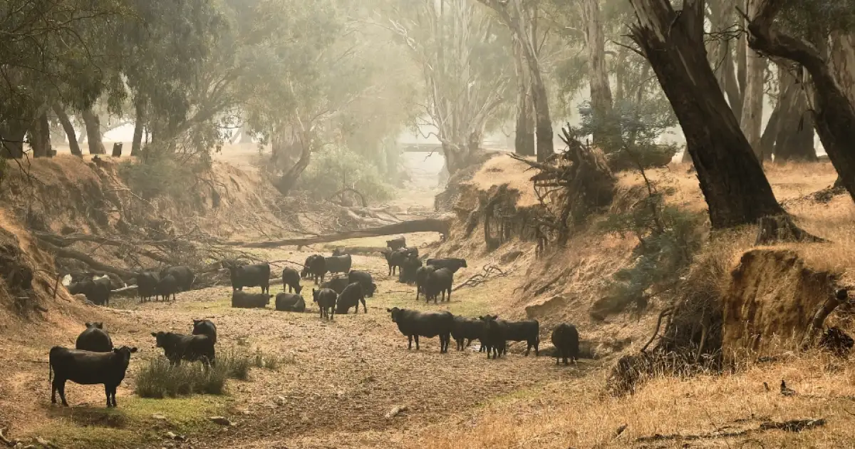 Australia's Record Heatwaves (2023 - 2025)