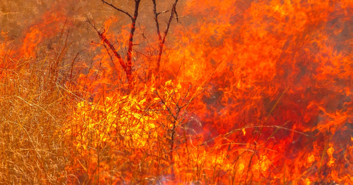 Bush Fires in Australia | Absolutely Australia