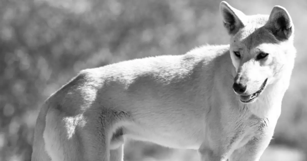 The Mysterious Disappearance of Azaria Chamberlain