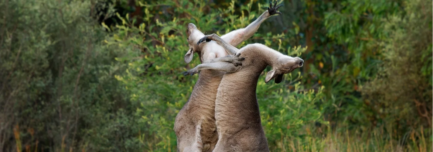 Kangaroo Fights: Observing Safely & Understanding