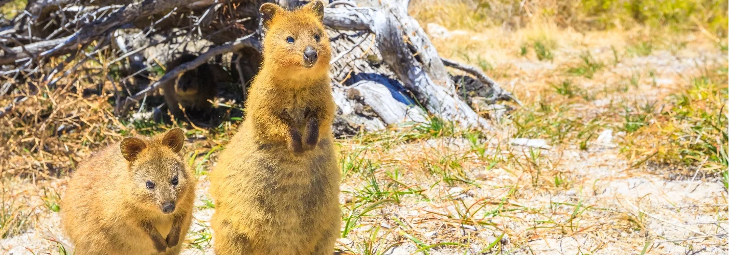 Quokkas: Australia's Adorable Marsupials