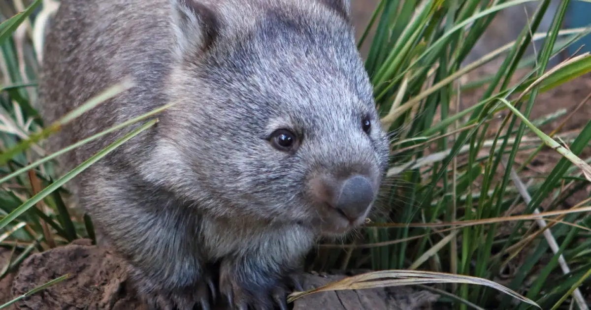 A Wildlife Carer With a Heart Full of Wombats