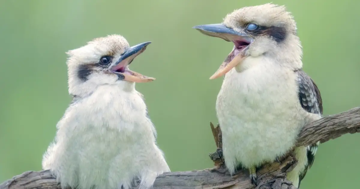 How Aussie Animals Forecast the Weather