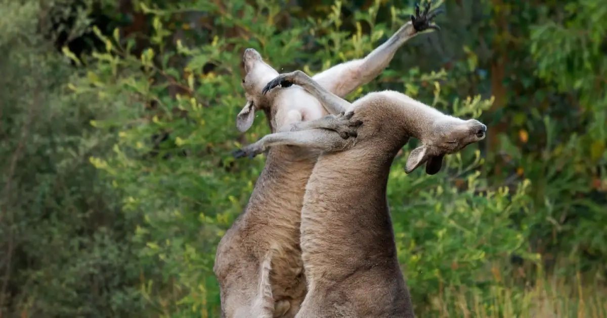 Kangaroo Fights: Observing Safely & Understanding