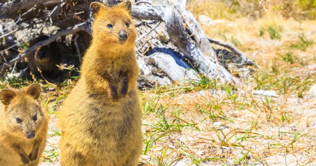 Quokkas: Australia's Adorable Marsupials