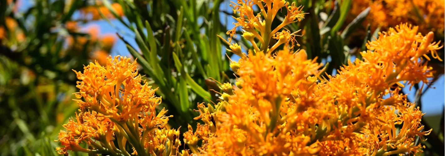 Australian Christmas Tree - [nuytsia floribunda]