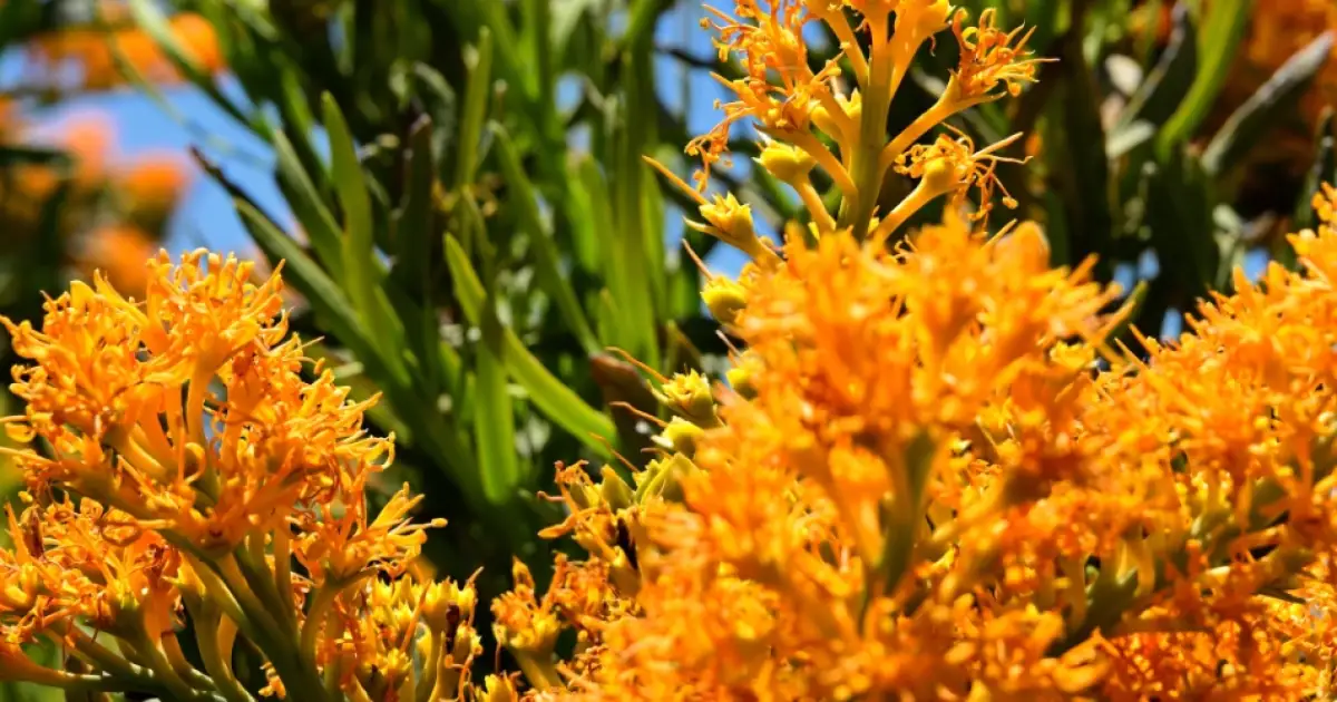 Australian Christmas Tree - [nuytsia floribunda]