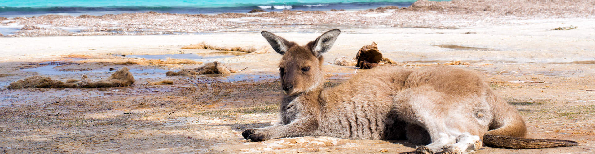 Perth Metro & Peel Region - Western Australia | Absolutely ...