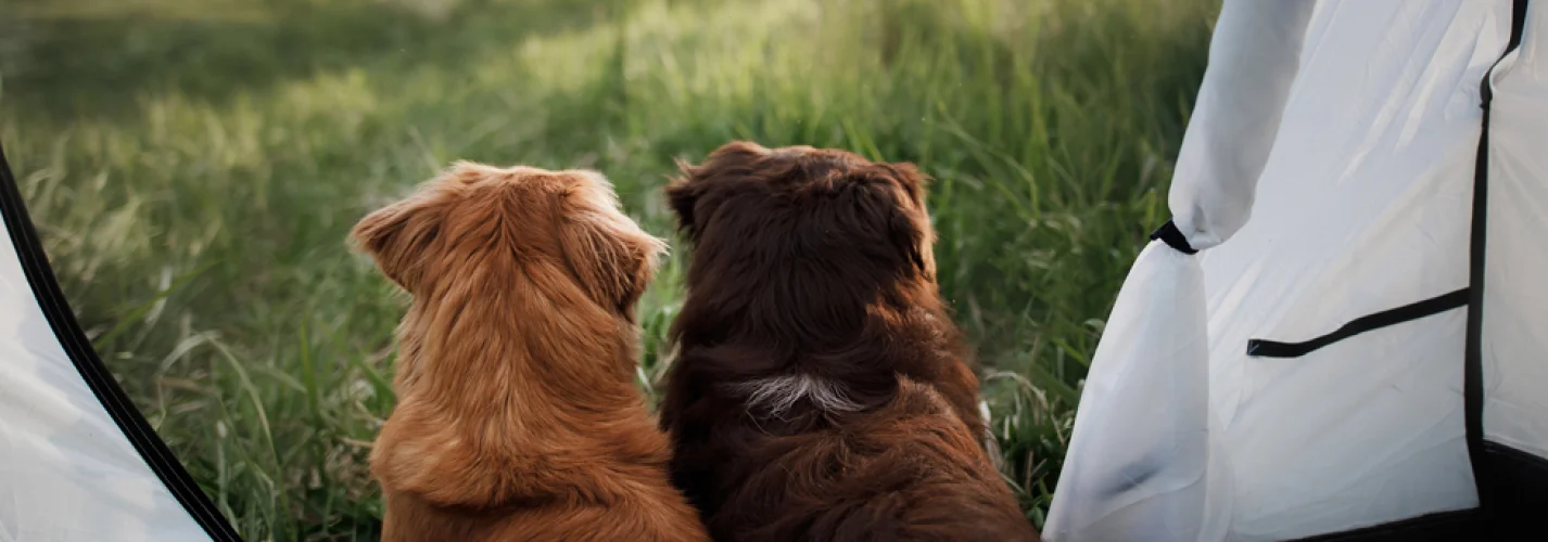 Travelling with Your Pet