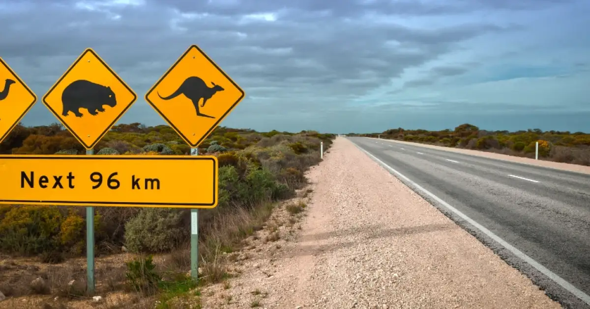 How to Avoid Collisions with Wildlife While Driving in Australia